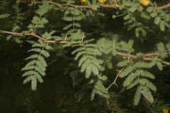 Acacia farnesiana